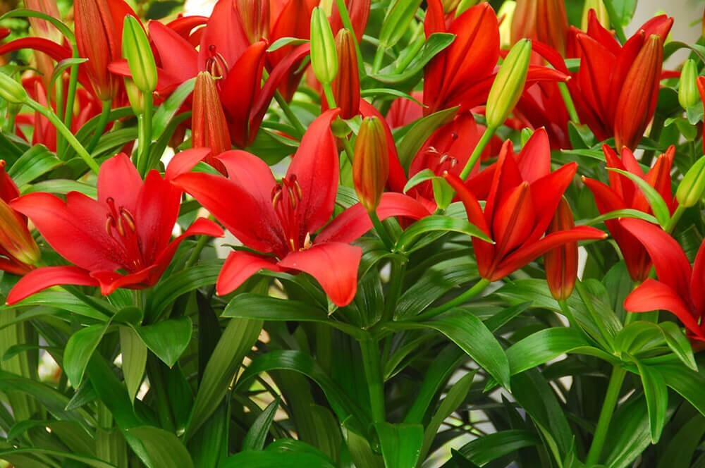 2 – RED ASIATIC LILY Live Flower Bulbs * ATTRACTS BUTTERFLIES