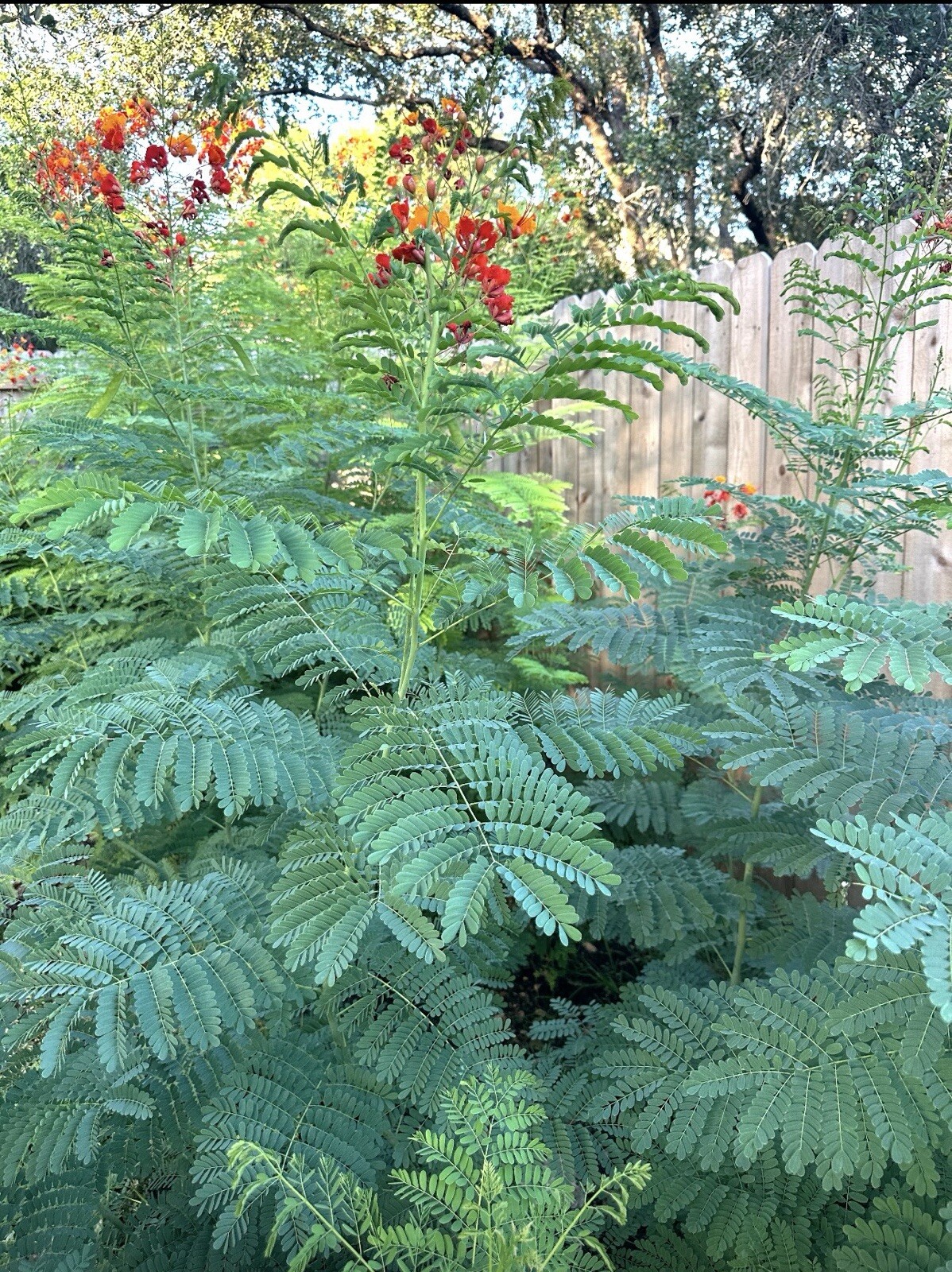 30 Total seeds Caesalpinia Pulcherrima Yellow, And Red PRIDE OF BARBADOS