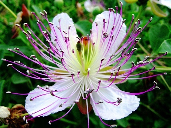 15 Caper Seeds / Perennial /n Flower Seeds / Spice