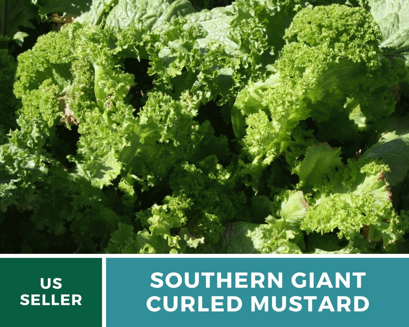Mustard, Southern Giant – 250 Seeds – Sow Spring & Summer for Fall Harvest – Hei
