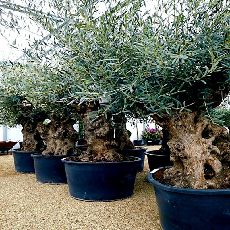 10 CANINO OLIVE TREE SEEDS (Olea europaea) European Common Edible Fruit Plant