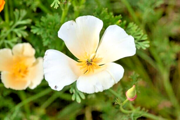 100 IVORY CASTLE CALIFORNIA POPPY SEEDS | 2026 FREE SHIPPING NON GMO HEIRLOOM