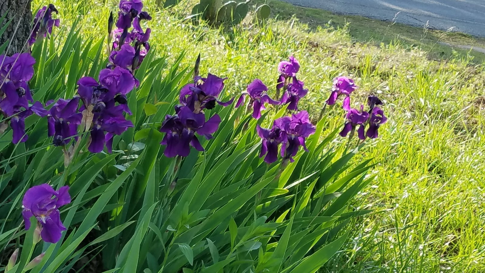10 Mixed Iris Rhizomes – Random Colors – Easy Perennials – Free Shipping