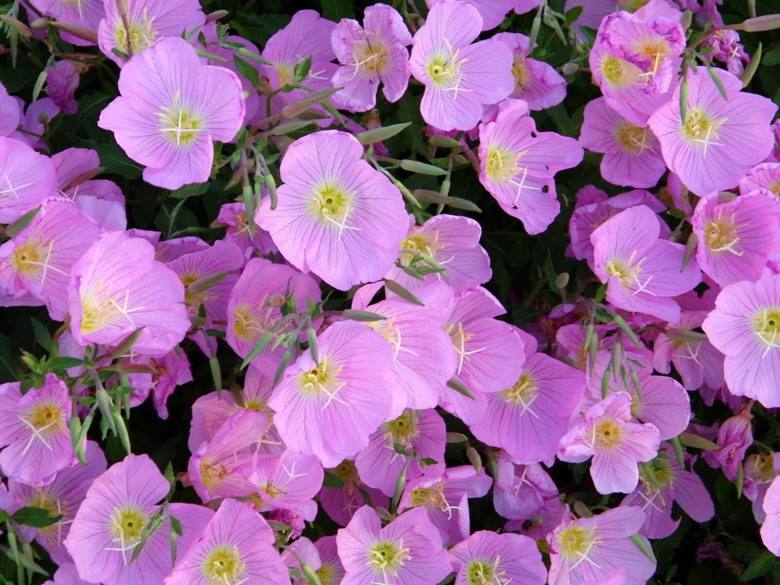 400+ Evening Primrose Seeds – Pink — FRESH