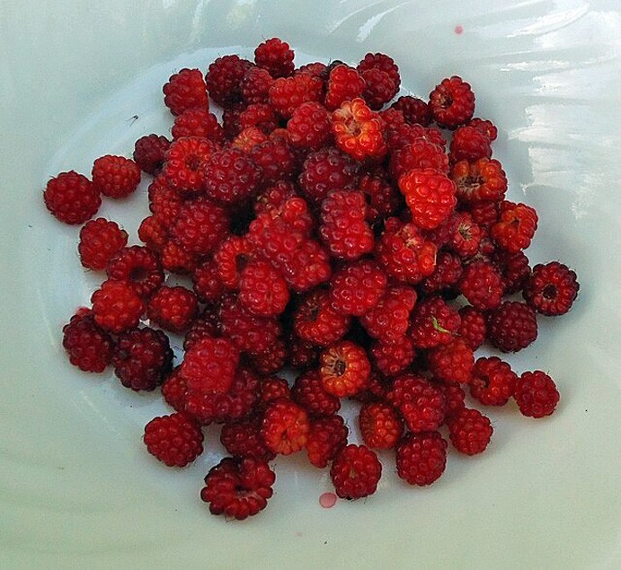 Rubus idaeus | Red Raspberry | 100 Seeds