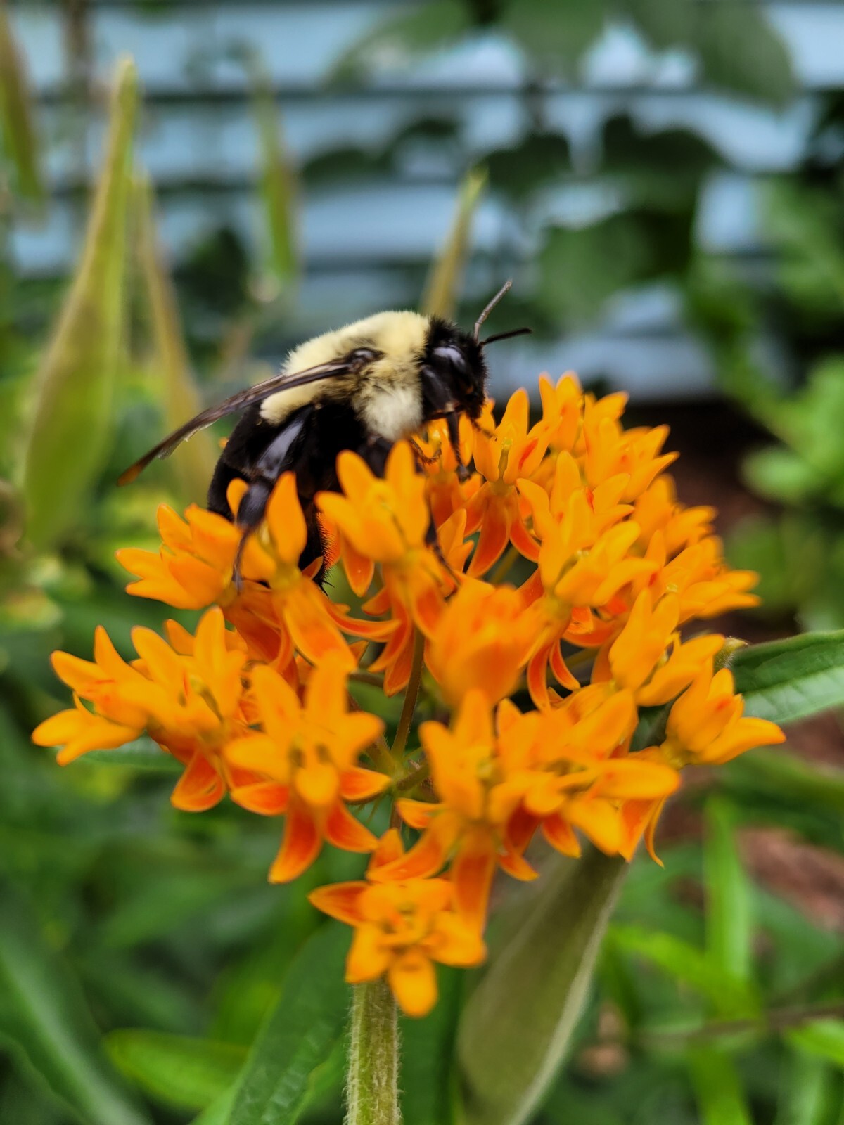 50 Seeds – Asclepias tuberosa ‘Butterfly Weed’ Milkweed Perennial in Zones 3-9