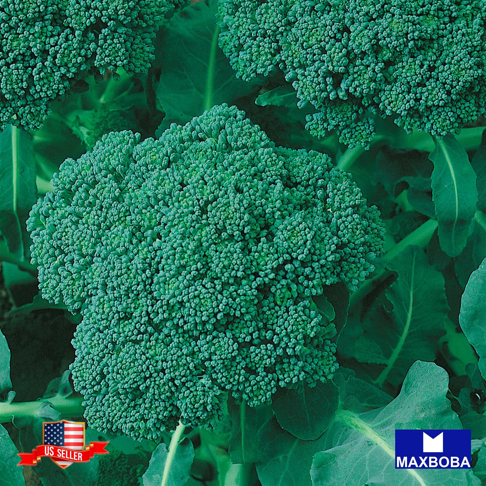Broccoli Fresh Seeds – Waltham 29 – Heirloom Vegetable Garden