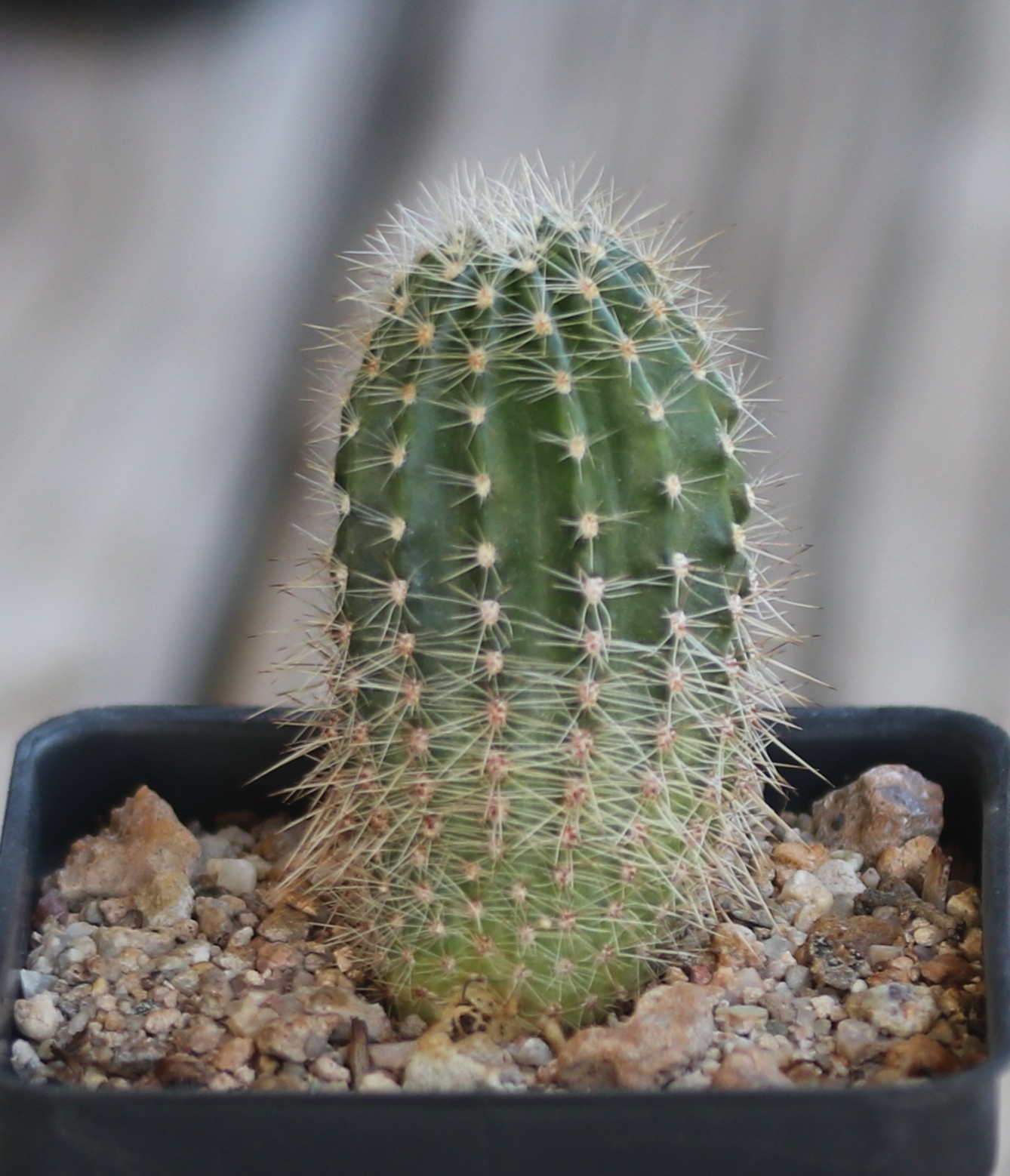 Echinopsis hybrid ‘Reverie’