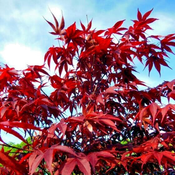 10 DWARF Japanese Red Linear Leaf Maple Tree Seeds Acer Scolopendrifolium Bonsai
