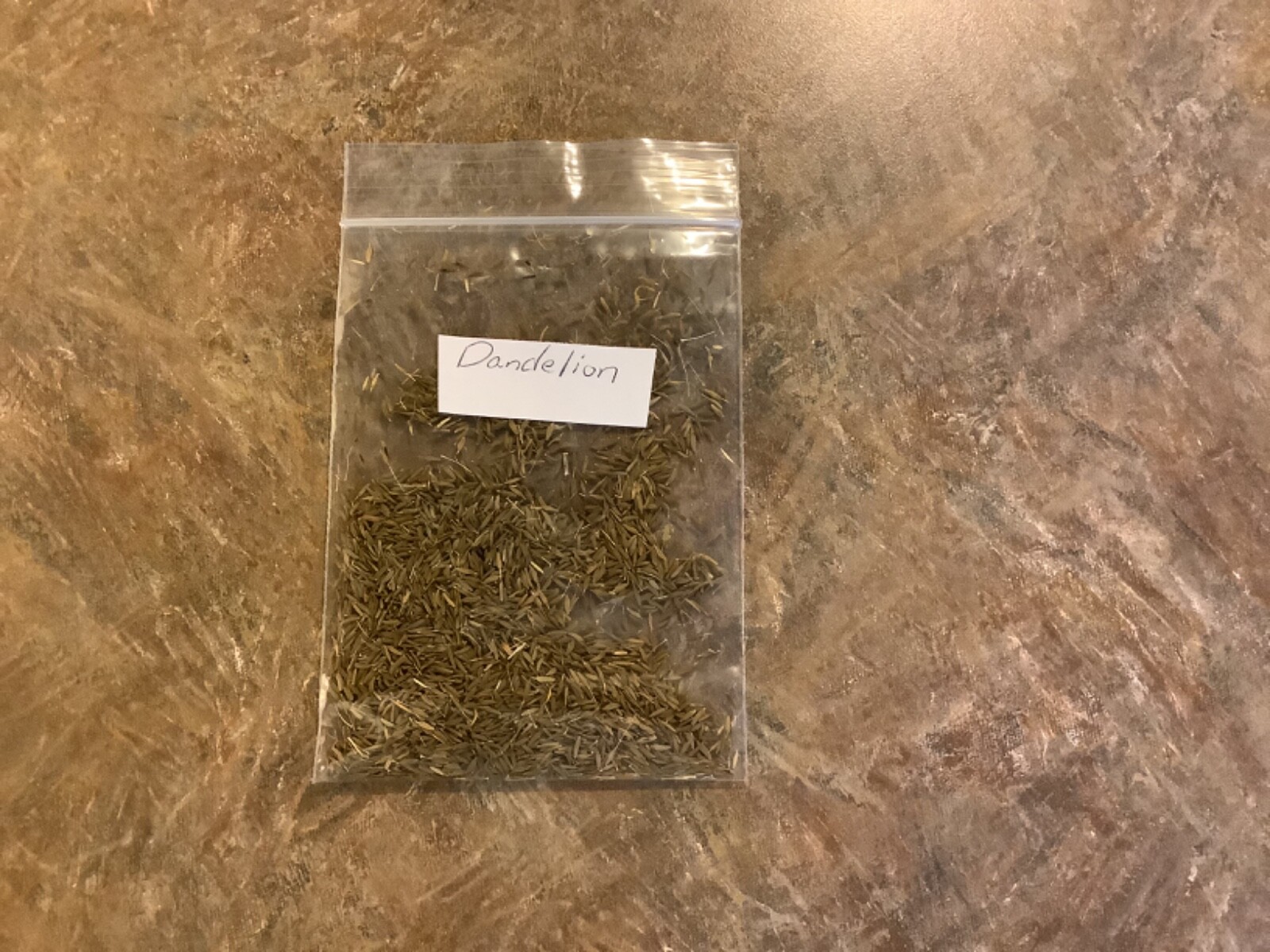 2000 Dandelion seeds ( Taraxacum Officinale )