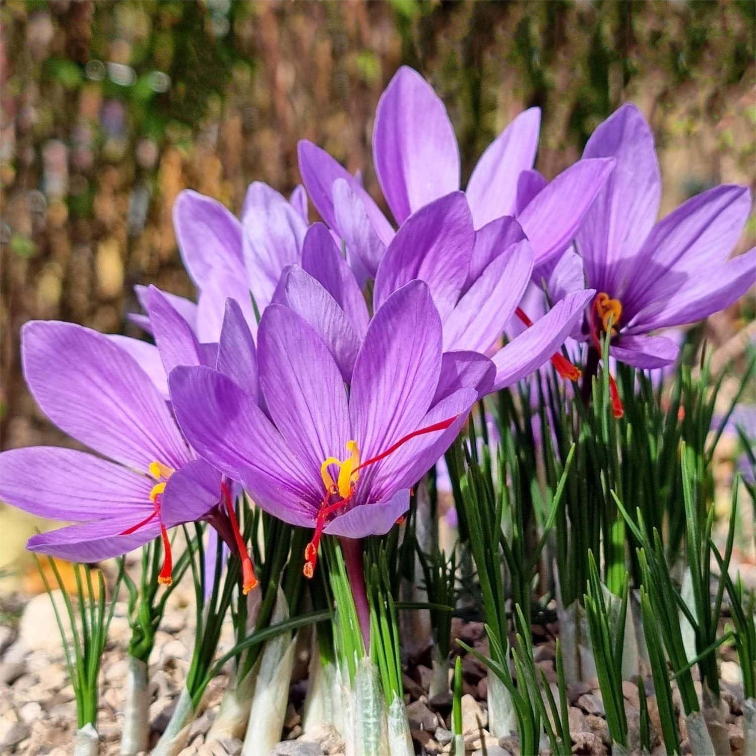 50 Saffron Crocus Sativus Corms Bulbs -Large 9 Cm Corms – Instructions Will b…