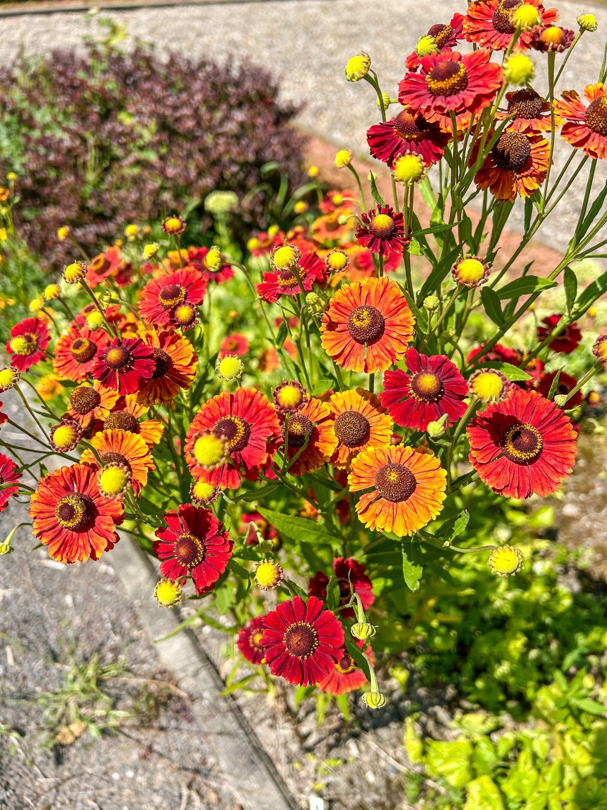 100 HELENIUM AUTUMN LEAVES Mix Helenium Autumnale Sneezeweed Flower Seeds