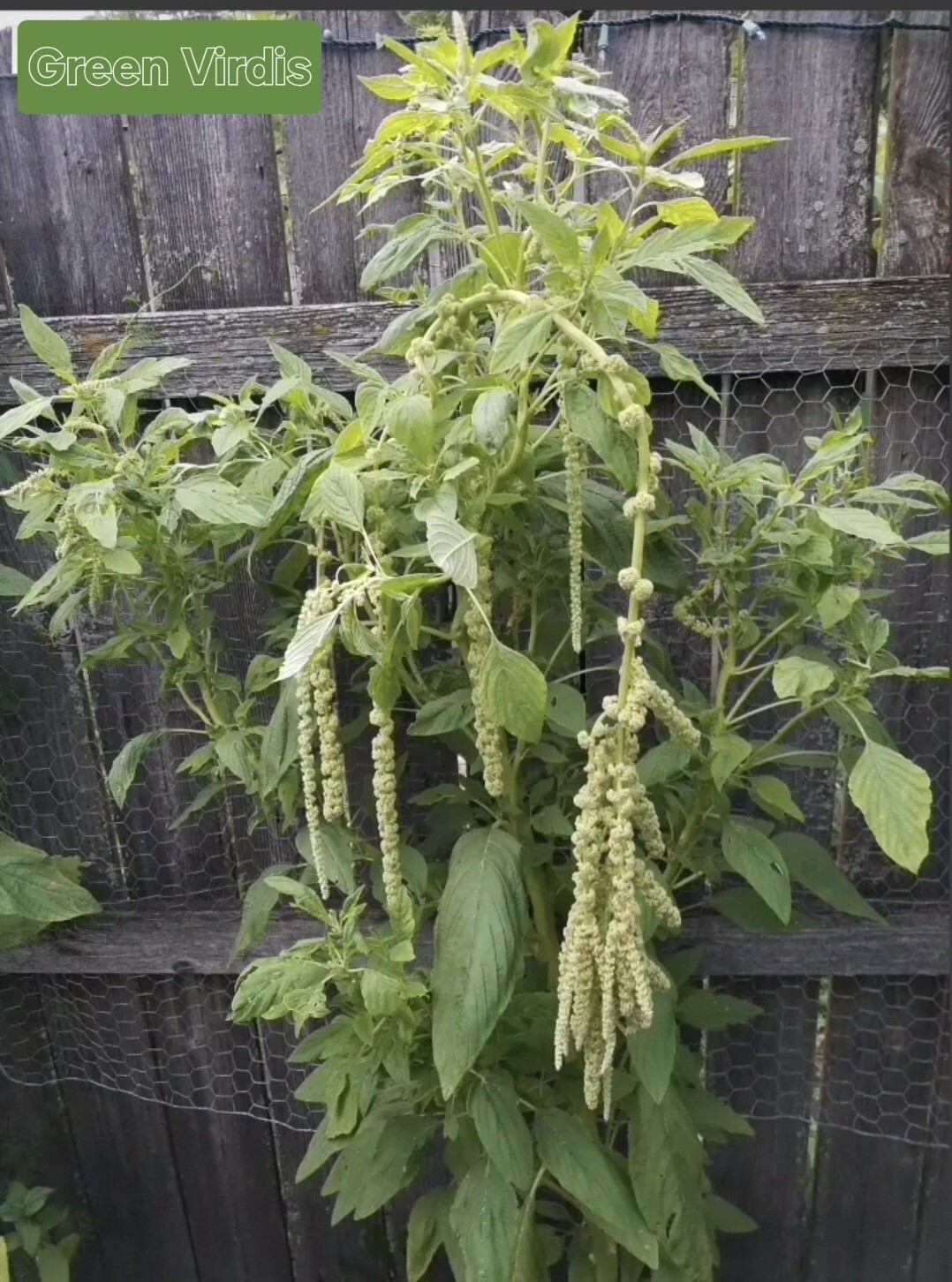 Amaranth Mixed Seeds 50 Organic Seeds