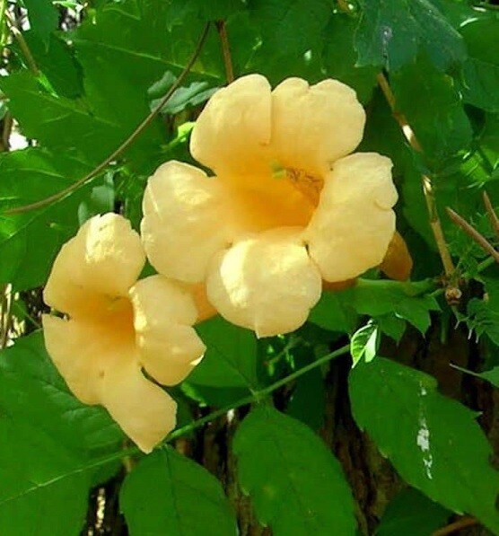 Yellow Trumpet Creeper Vine 20 Seeds Campsis radicans ‘Flava’ Hummingbird Magnet