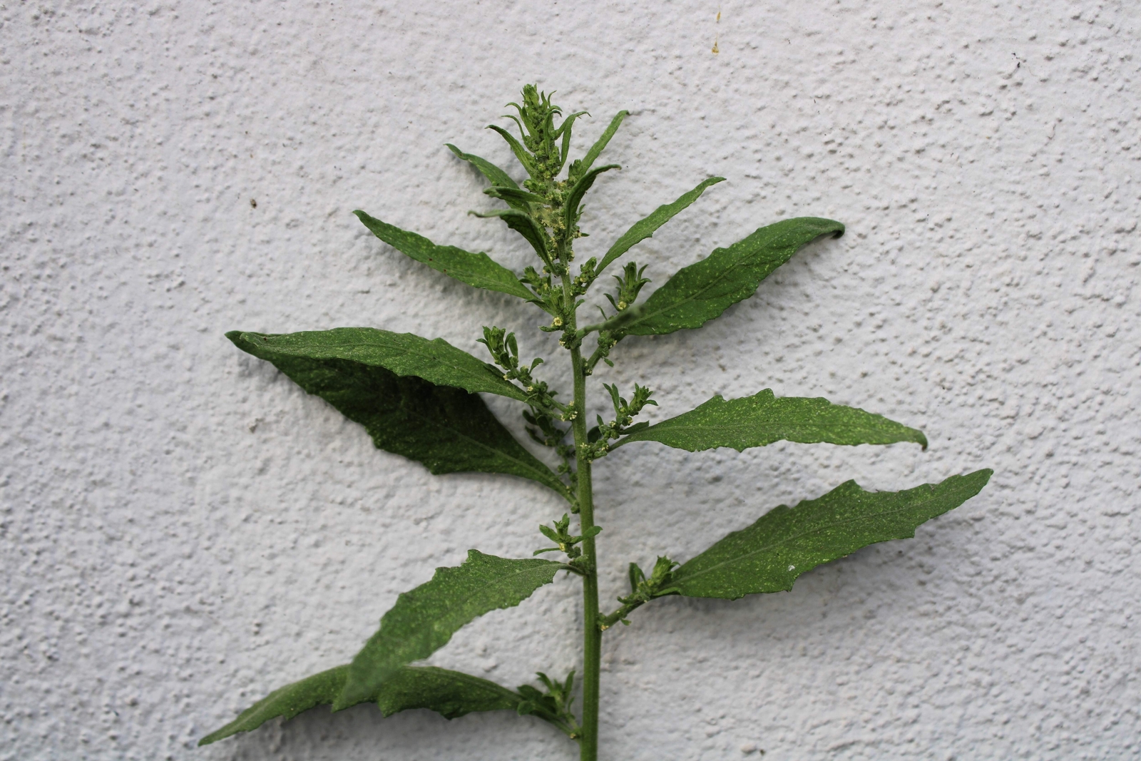 300 EPAZOTE (Mexican Tea) Chenopodium Ambrosioides Dysphania Herb Flower Seeds