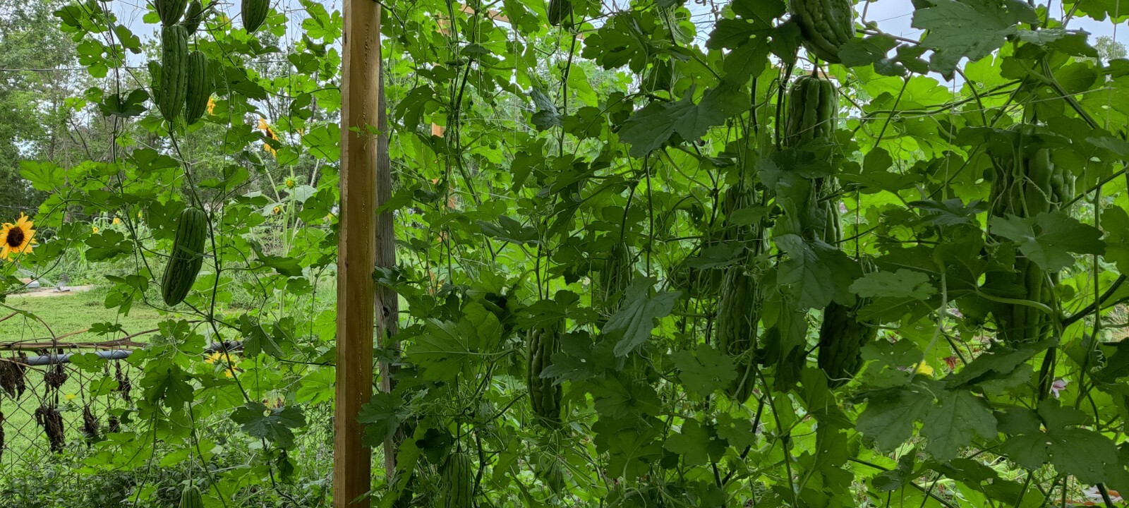 10 Bitter melon Seeds / khổ qua