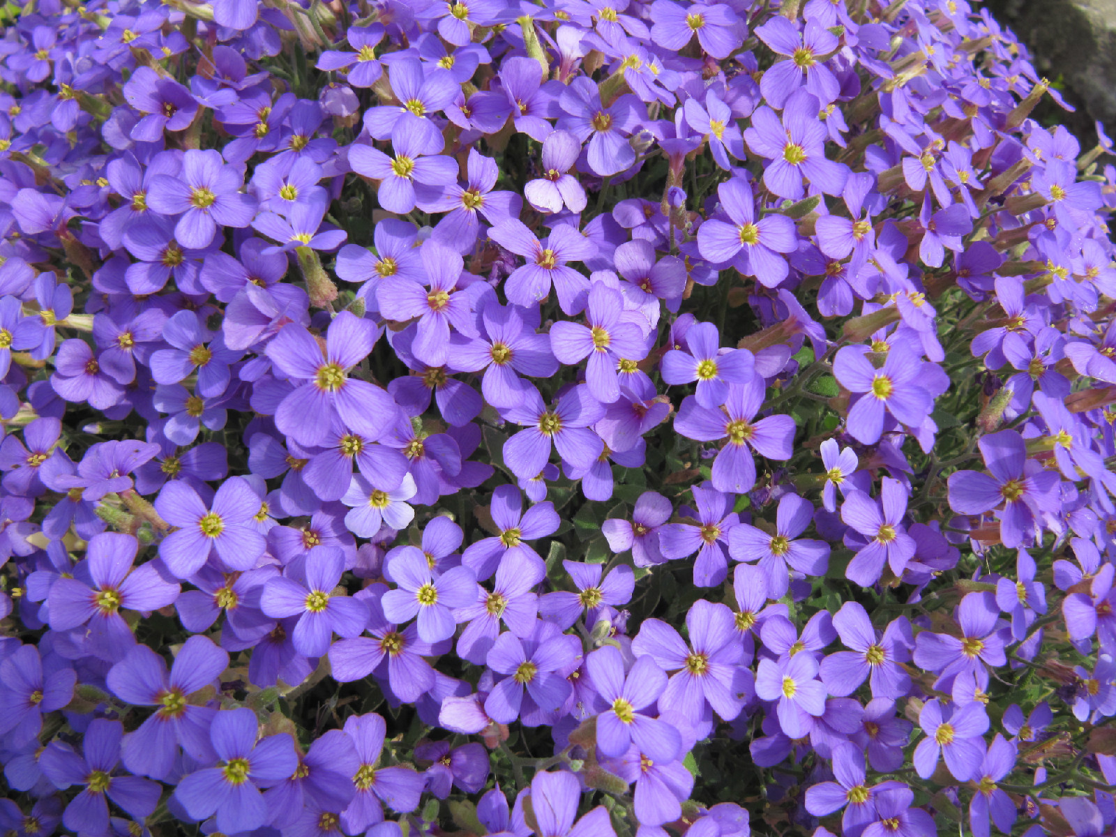 385 SEEDS – rockcress PURPLE flower perennial GroCo USA* – BUY ANY 15-SHIPS FREE