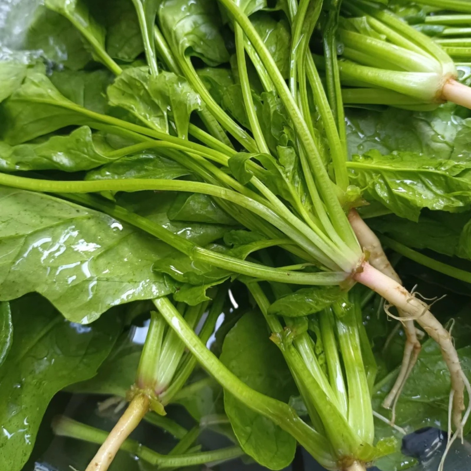 1000 Spinach Seeds Heirloom Leafy Green Vegetable for Home Garden