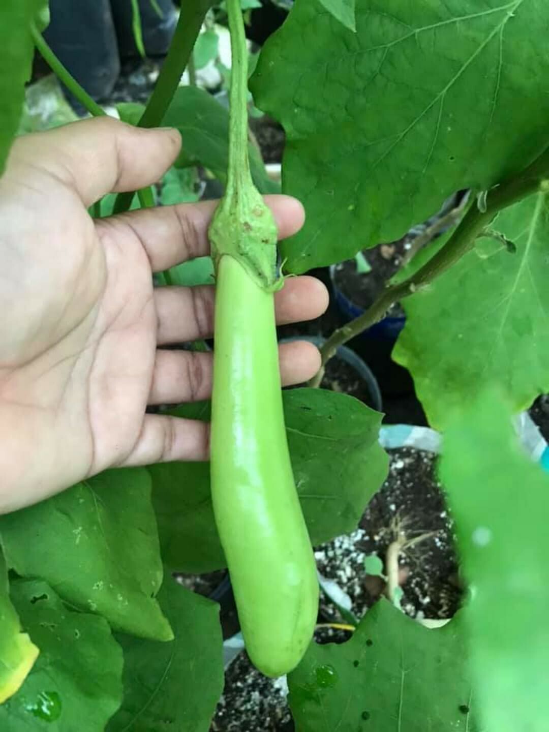 Asian Green Fingers /Thai long green 25 Seeds Eggplant 0.15g container variety