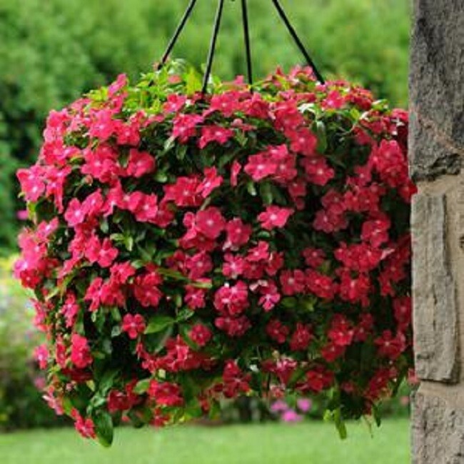 Vinca Seeds 50 Seeds Mediterranean XP Hot Rose