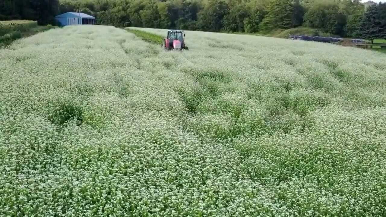 Buckwheat Seeds, Cover Crop, Fast Growing, Soil Health Improver, FREE SHIPPING