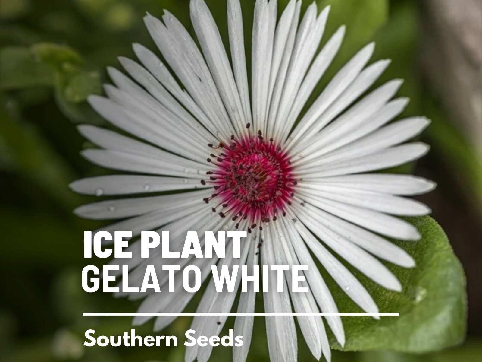 Ice Plant, White – 200 Seeds – Heirloom Flower (Dorotheanthus bellidiformis)