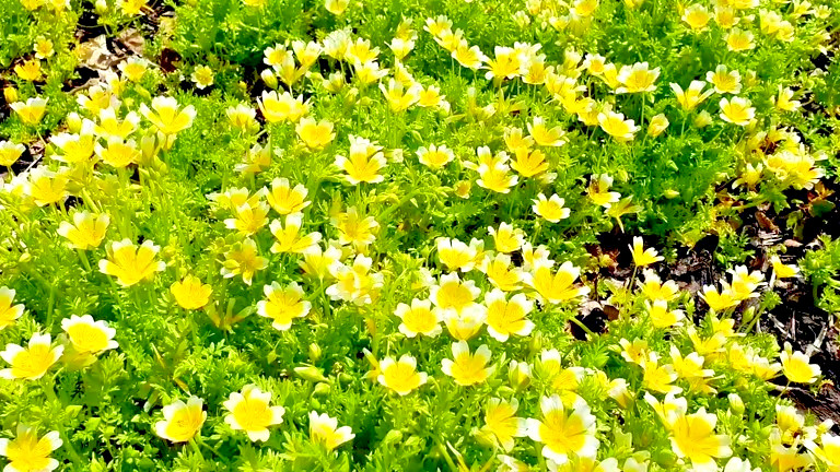 50 POACHED EGG PLANT SEEDS | SALE FREE SHIPPING NON GMO