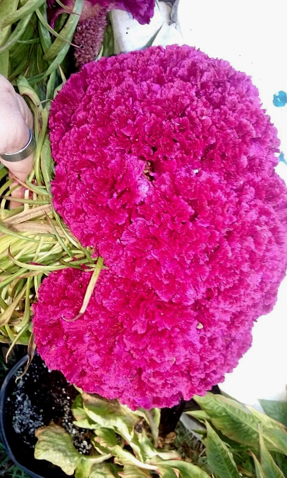 Hot NEON Purple Brain Head Celosia – 3-4 FT TALL- 25 SEEDS – Comb.S/H