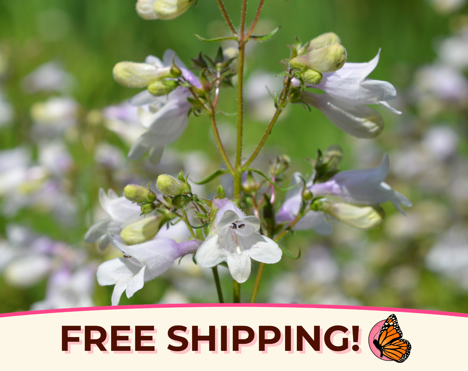 5000+ Foxglove ‘Beardtongue’ Seeds | Native Perennial Wildflower for Pollinators
