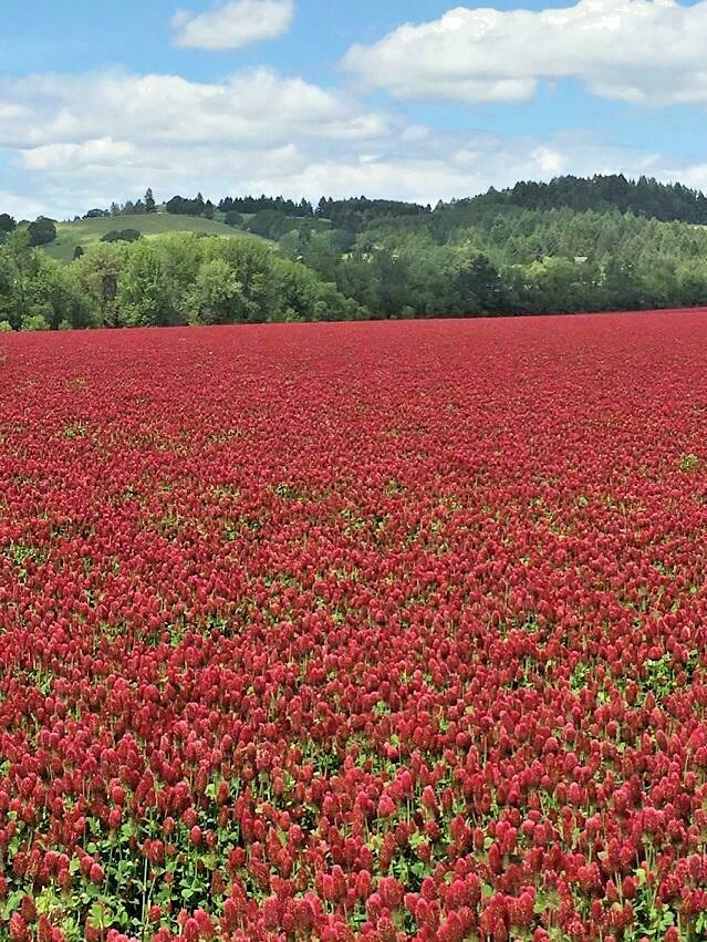 1001+CRIMSON CLOVER Seeds Groundcover Food Plot Native Wildflower Pollinators