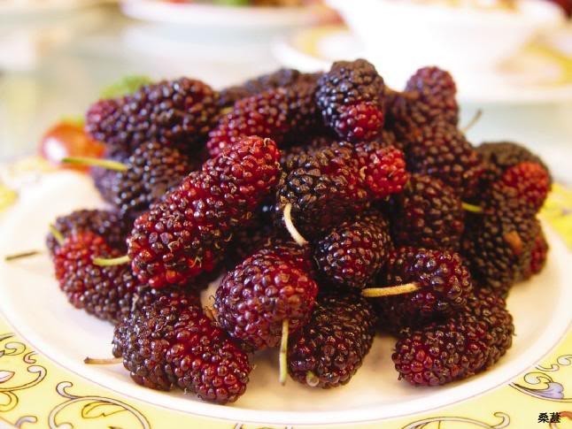 15 MULBERRY Tree Bush Morus Rubra Red Berry Fruit Seeds *Flat S/H