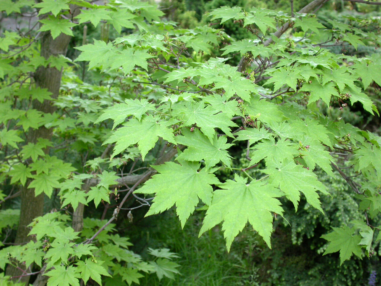 Korean Maple, Acer pseudosieboldianum, Tree Seeds