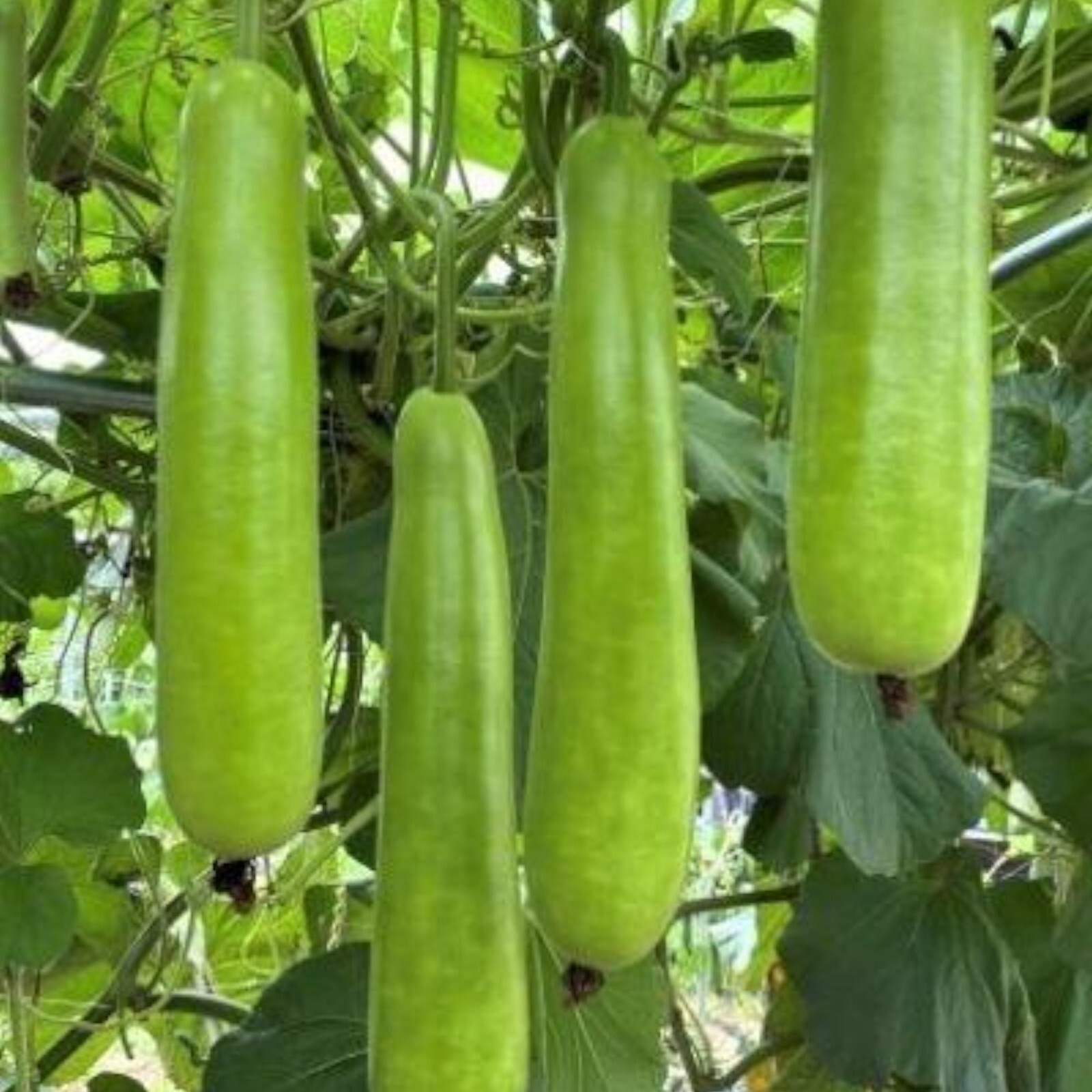 Bottle Gourd Seeds – 35 Seeds – Non-GMO Heirloom Calabash for Vegetable Gardens