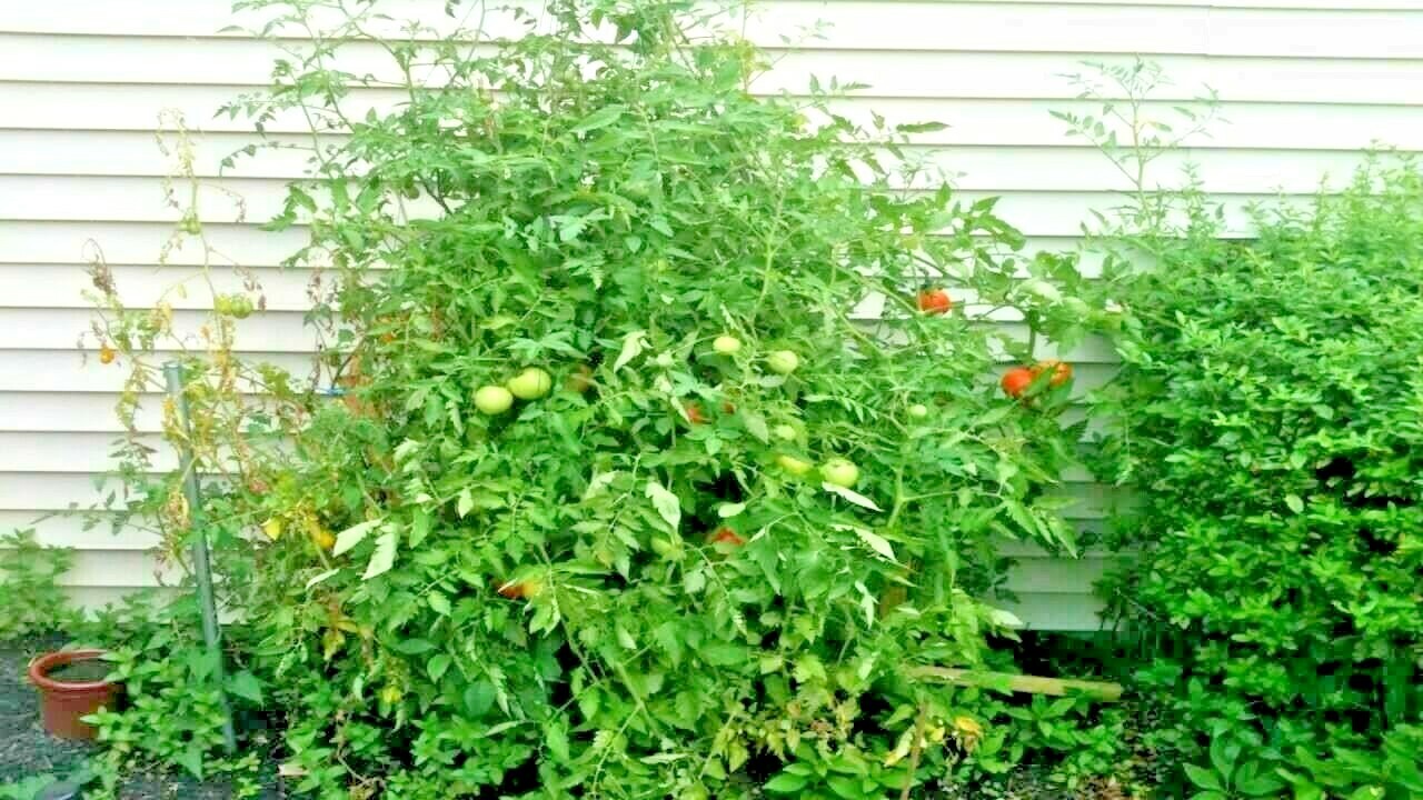 150+BEEFSTEAK TOMATO Seeds Organic Native Vegetable Summer Garden Container Easy
