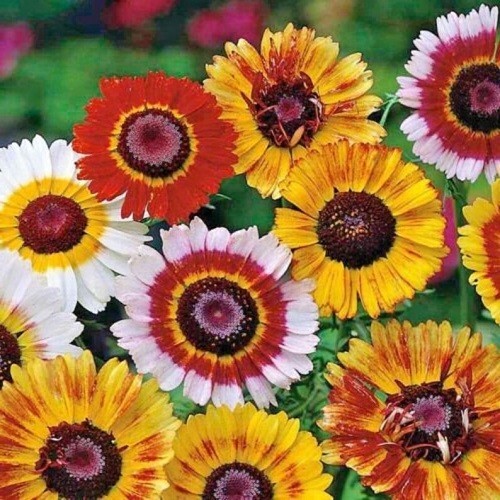 Bulk Painted Daisy Seeds Heirloom Tanacetum coccineum Classic Garden Perennial