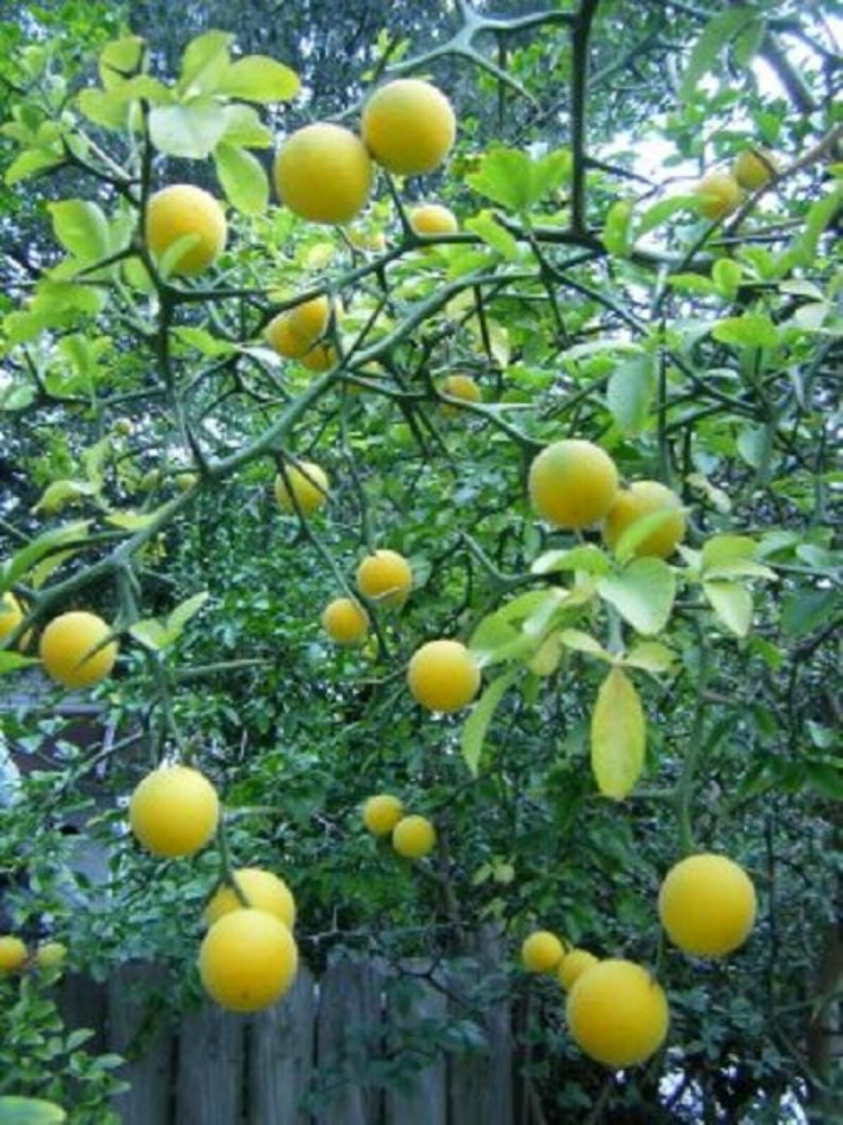 6-12″ tall Trifoliate Orange (Poncirus trifoliata) 1-2 year old plant