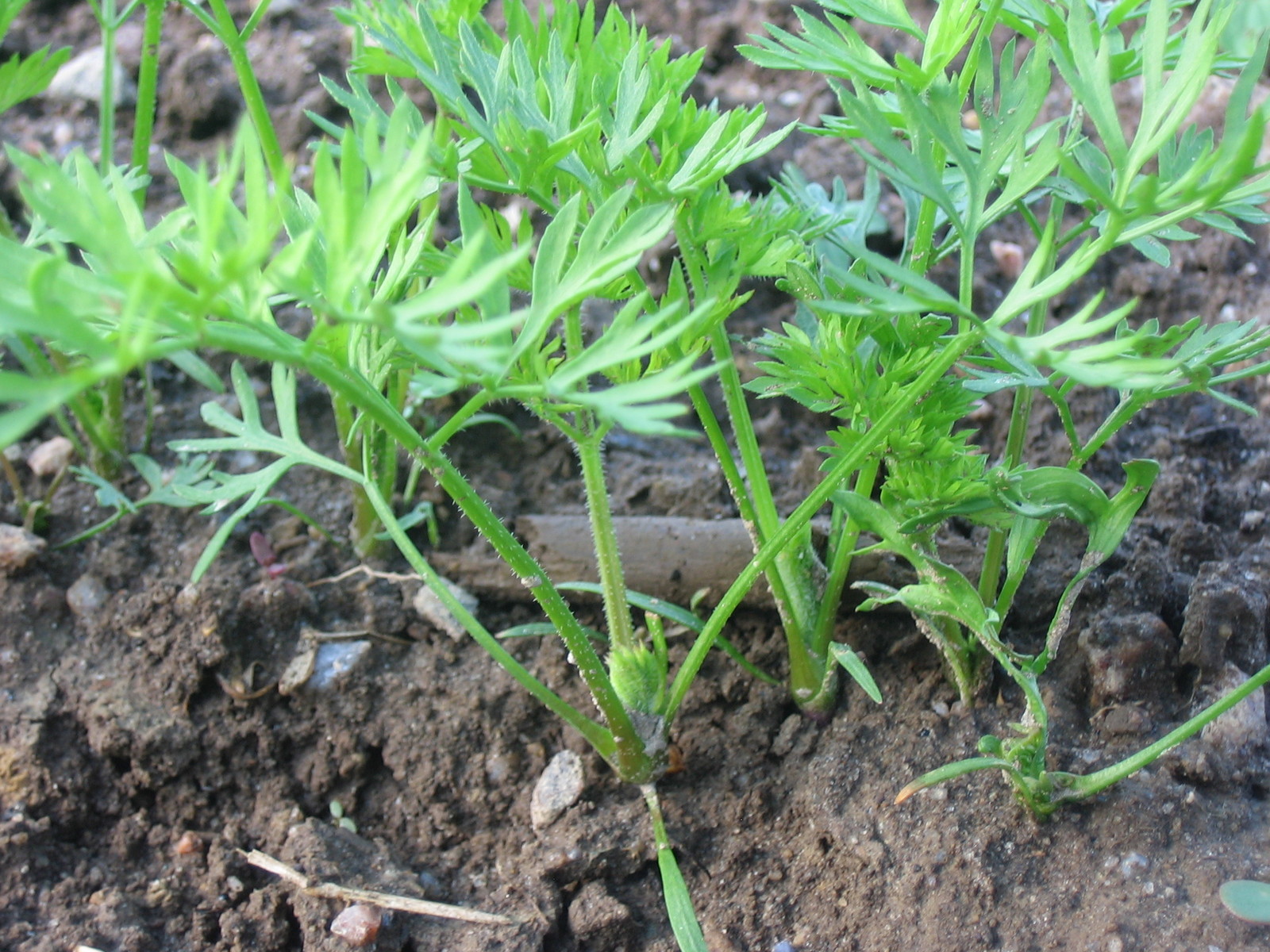 Carrot Seeds – Danvers 126, (Daucus carota)