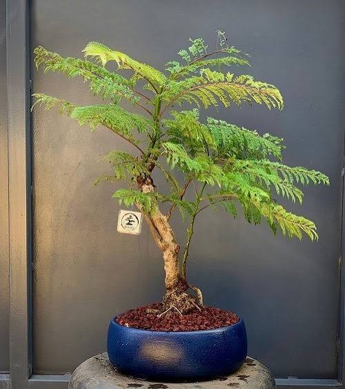 Jacaranda Mimosifolia Bonsai Tree Seeds (1,000 Seeds) + Growing Instructions