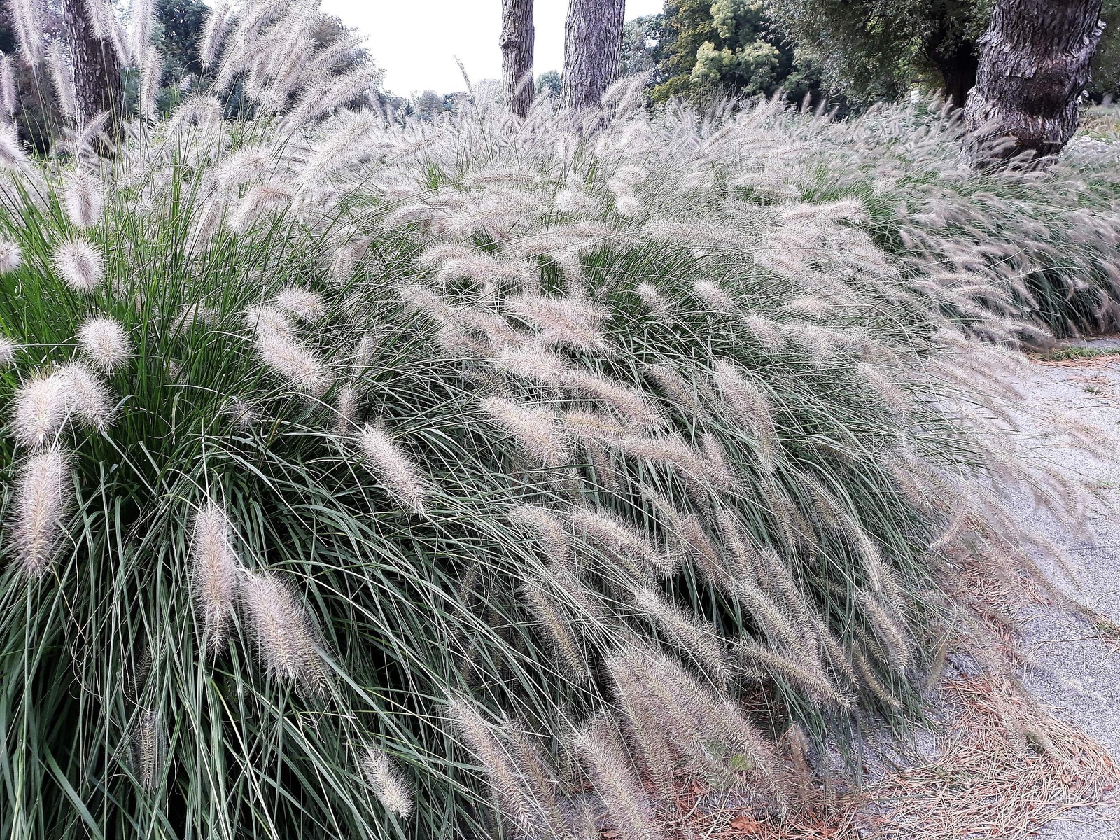 25 DWARF FOUNTAIN GRASS Pennisetum Alopecuroides Hardy White Ornamental Seeds