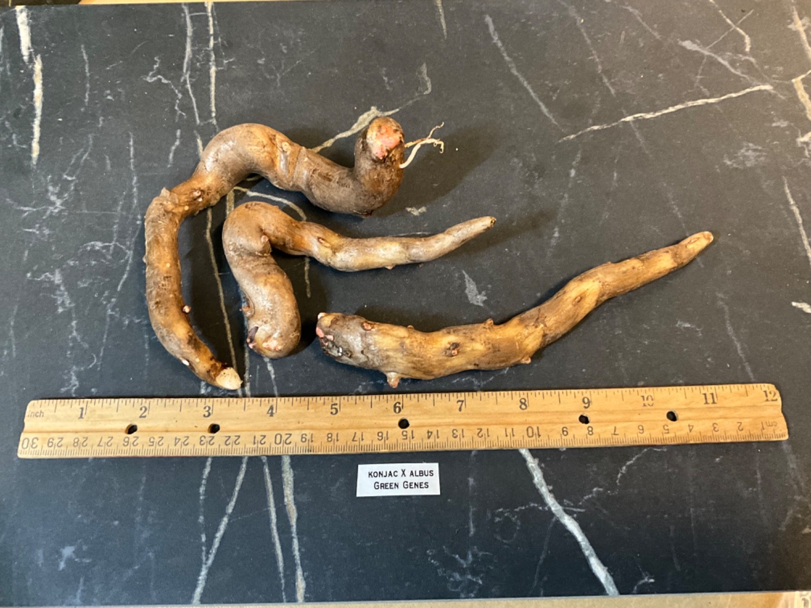 Amorphophallus konbus Green Genes hybrid voodoo rare aroid exotic plant gorgeous