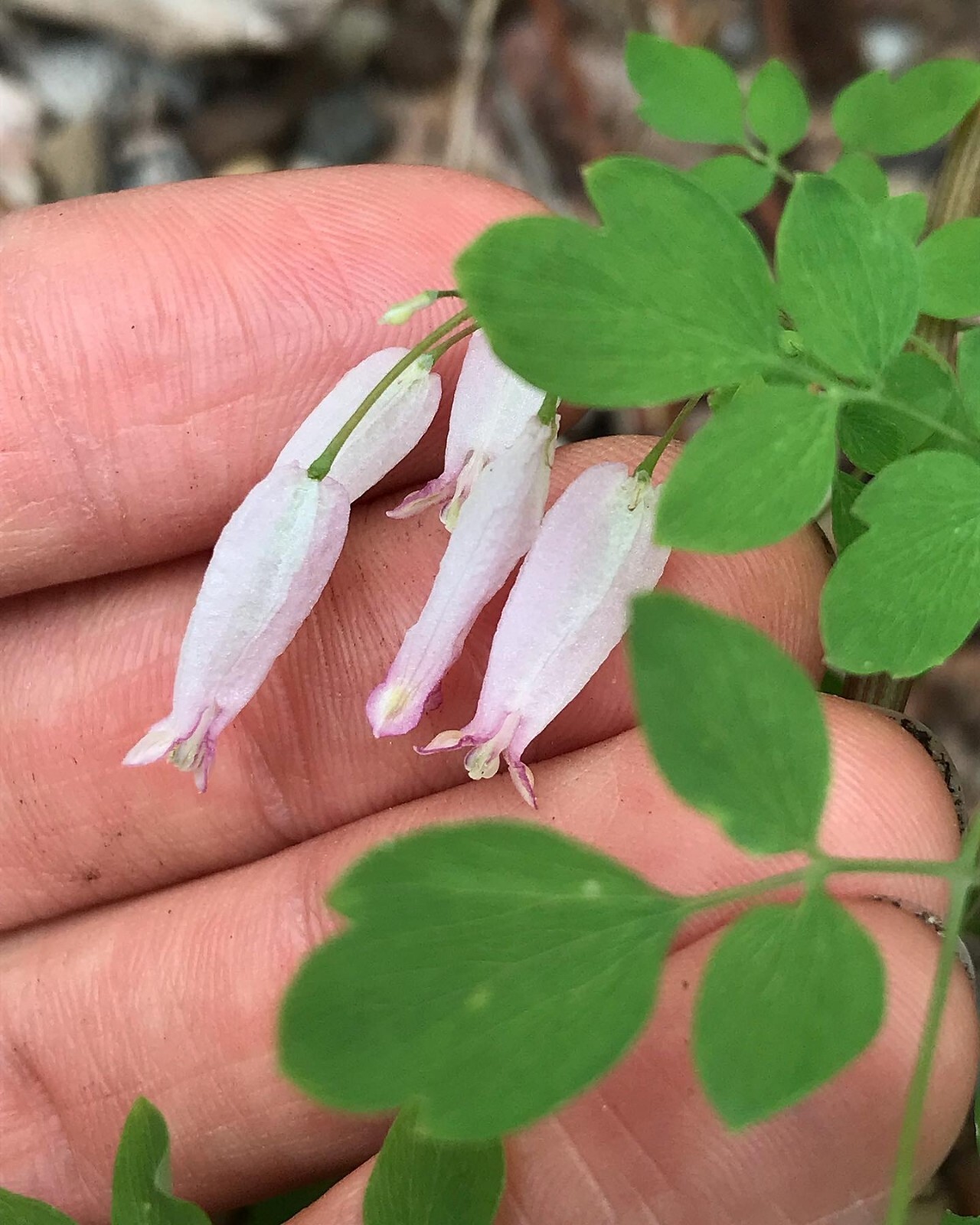 Adlumia fungosa, Allegheny Vine Seeds, Rare Native Biennial Flowering Vine Plant