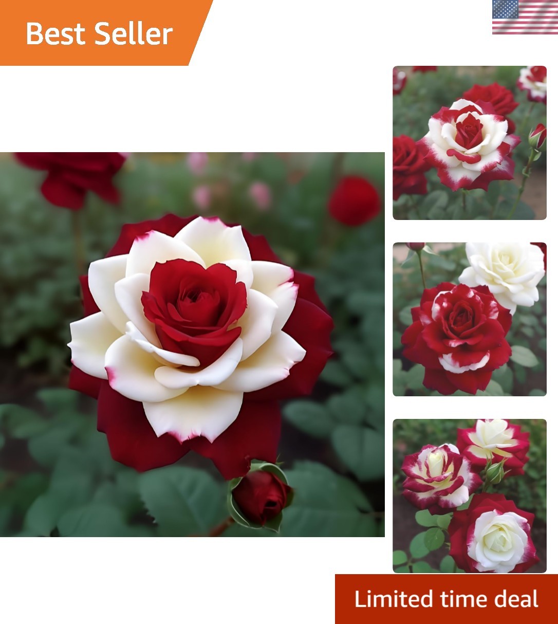 20 Rare Heirloom Red White Rose Seeds – Easy Growing for Stunning Garden Blooms