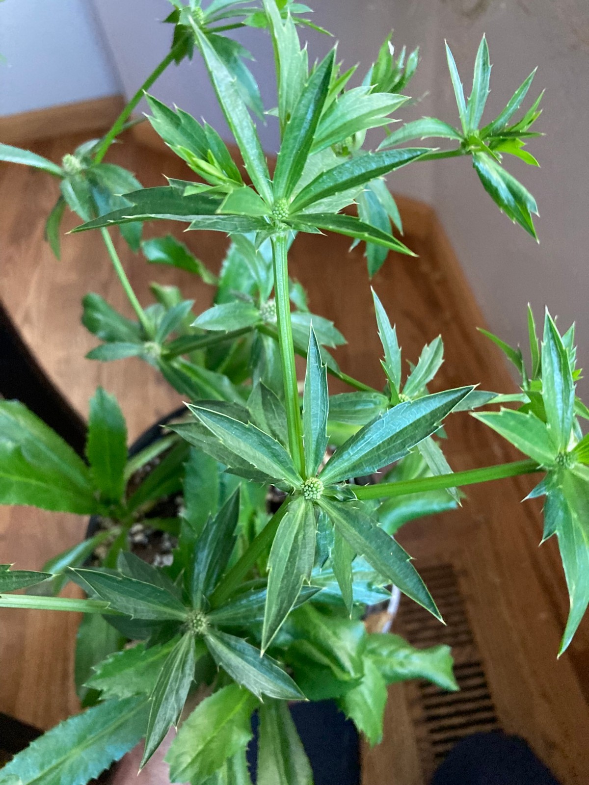 Eryngium foetidum Seeds, Culantro Edible Tropical Ornamental Plant