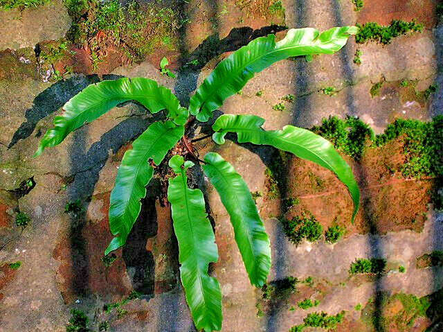 HARDY TONGUE FERN 1001 SPORES (SEEDS) COLD HARDY ASPLENIUM SCOLOPENDRIUM