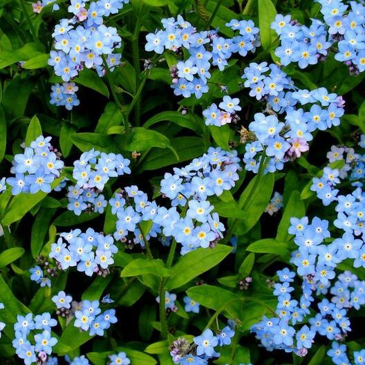 Forget Me Nots BLUE Perennial Cut Flowers Spring Blooms Non-GMO 500 Seeds