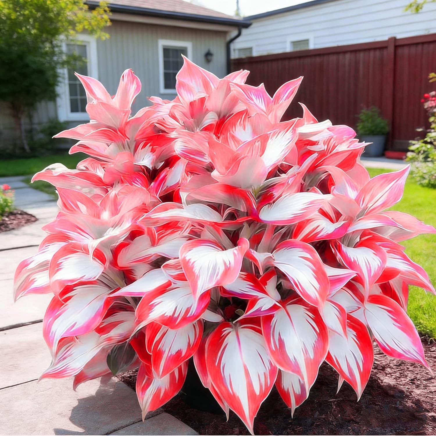 Hosta Seeds Red for Planting, 210+pcs Rare Hosta Flower Seeds Red and Black Pere