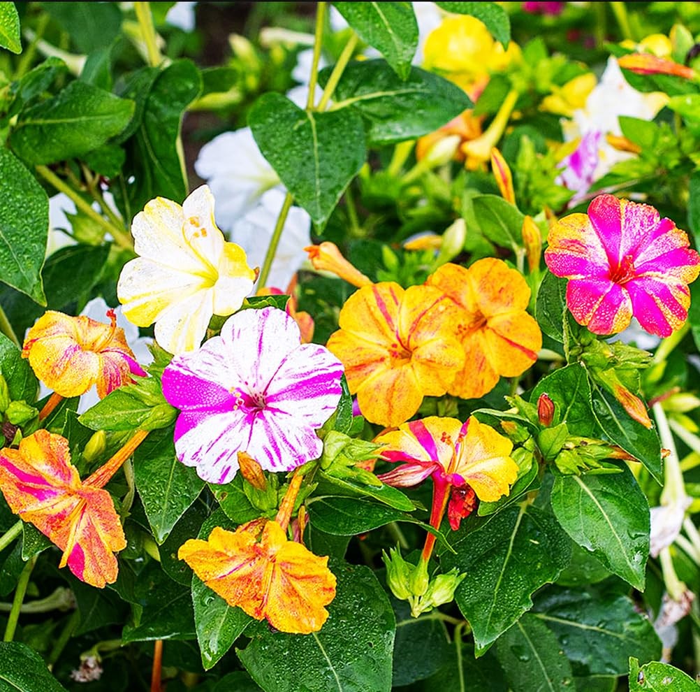 Mixed Four O Clock Seeds – Broken Colors 50 Pcs Mirabilis Jalapa