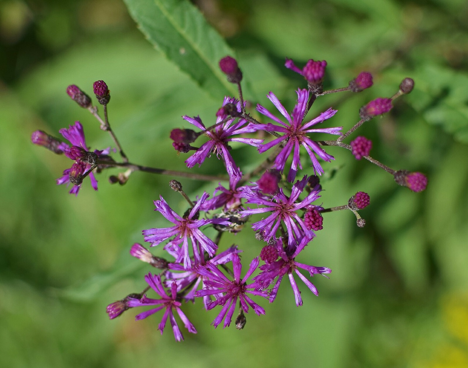 100 Ironweed Medicinal Herb Seeds Purple Flower FREE SHIPPING Vernonia fascicula