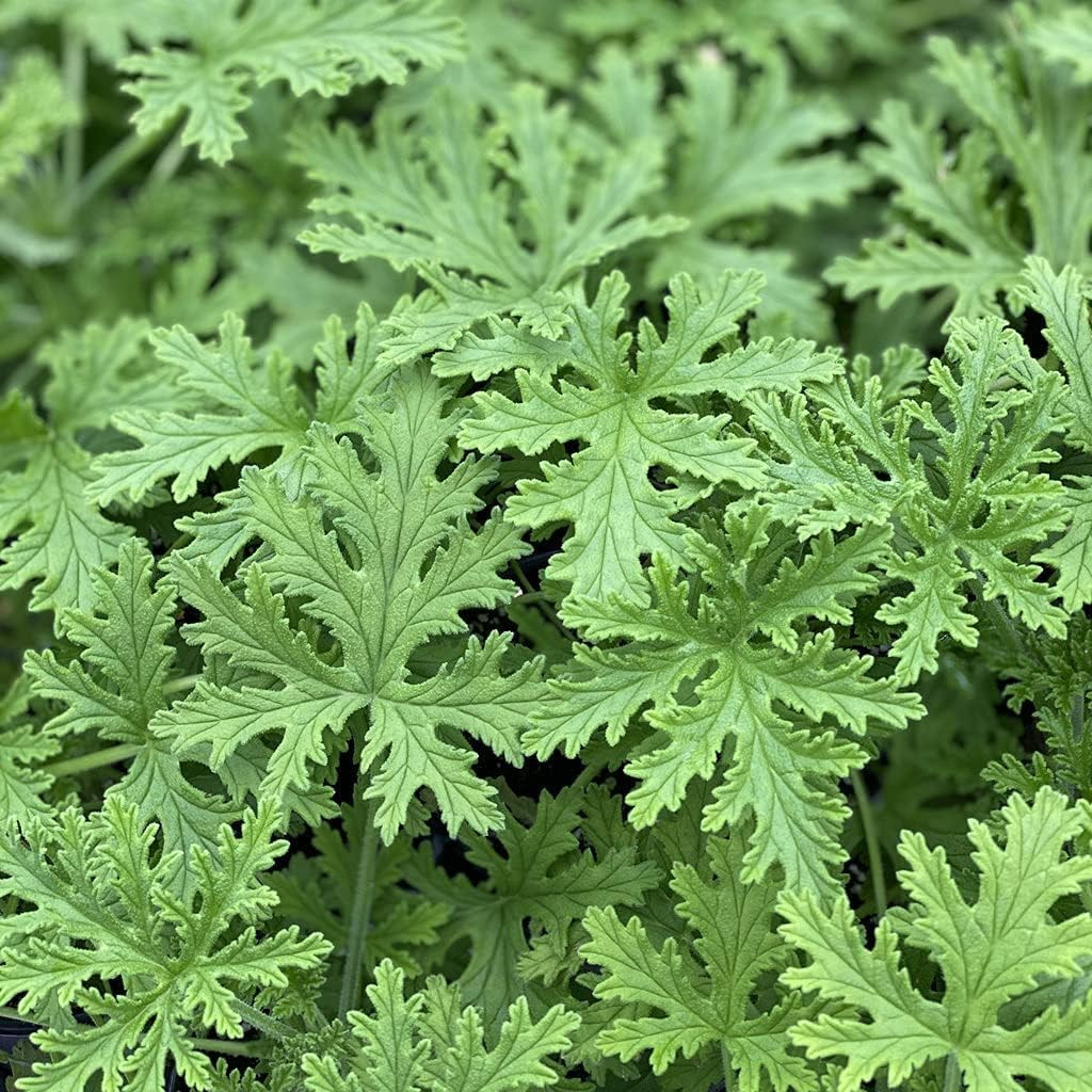 1500 Citronella Plant Seeds Citronella Plant Seeds Home Heirloom Garden Perennia
