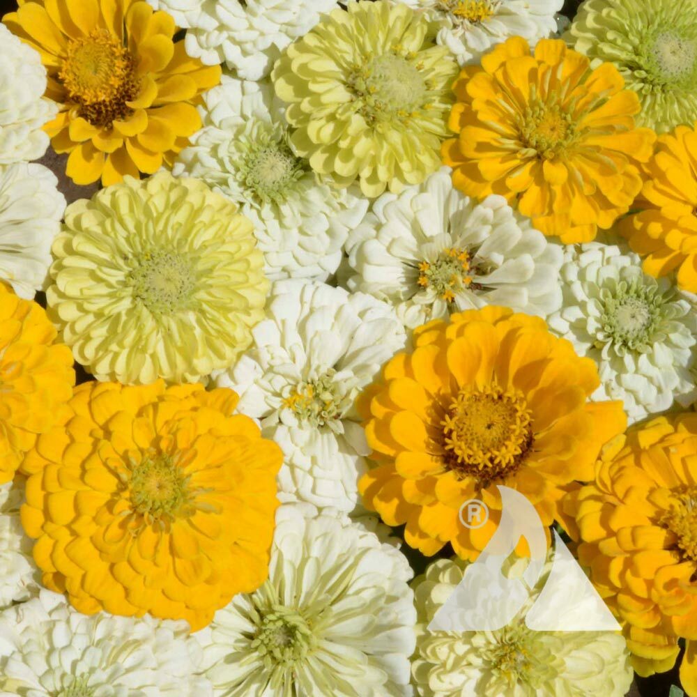 Zinnia LEMON MERINGUE Mix Flowers Pollinators Butterflies Love Non-GMO 100 Seeds